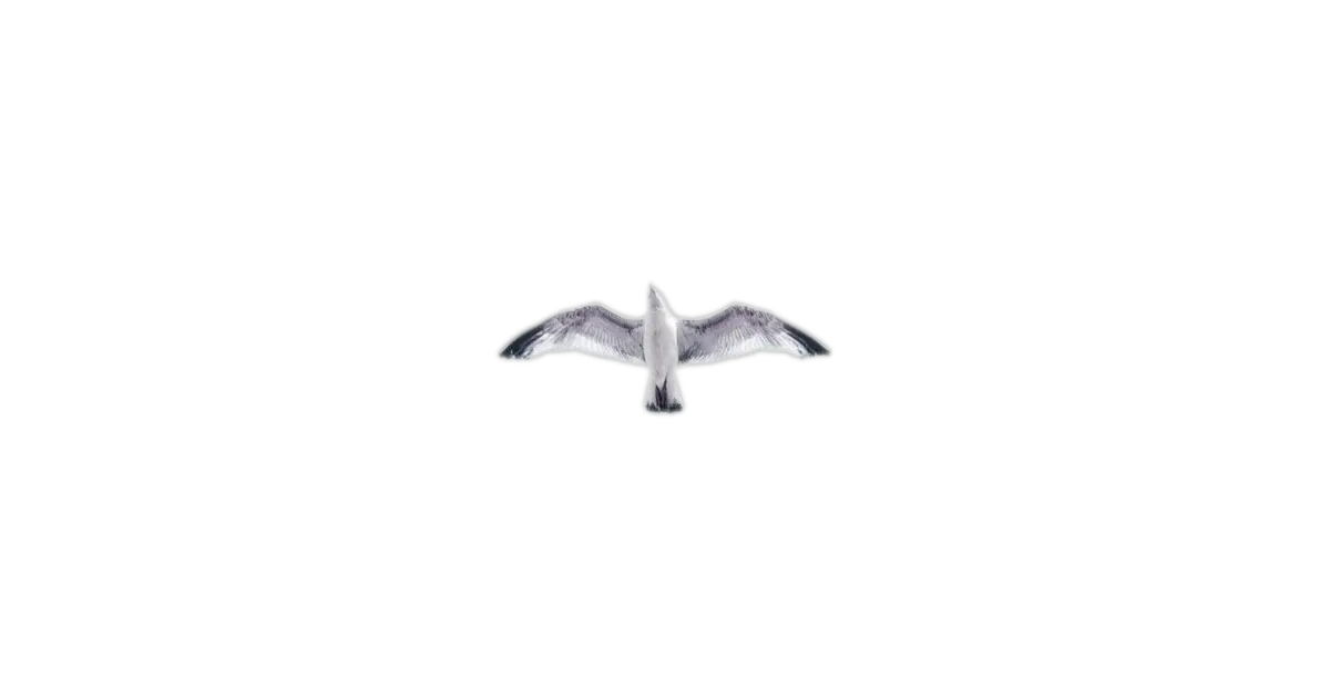 Overhead photo of a seagull in flight — featured image for Getting your macOS ready for C on getc.uk